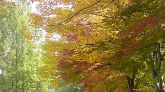 西軽井沢の紅葉「駒場公園・もみじのアンサンブル」11月1日現在