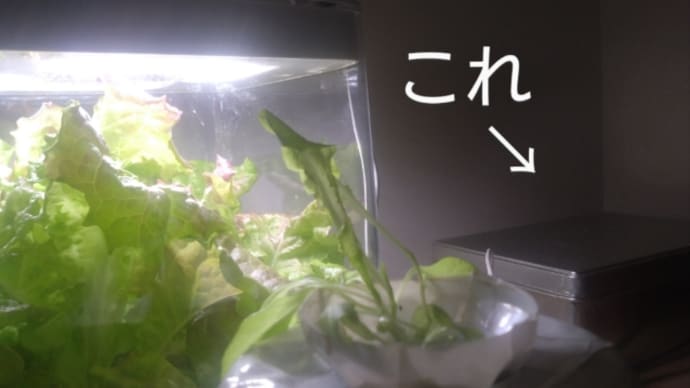 お茶殻でボカシ肥を作ってみる の続編