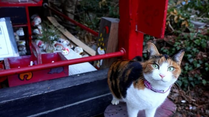 坂の街の猫たち 2025年2月 その3