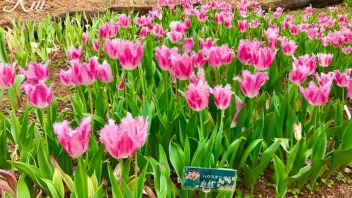 チューリップ満開 海洋博公園 美ら海花まつり