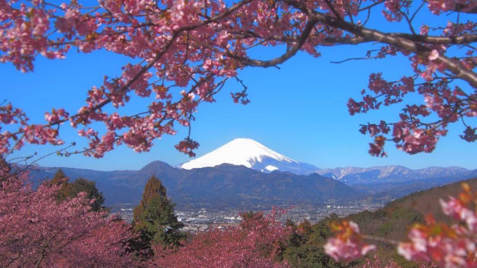 河津桜 おおいゆめの里