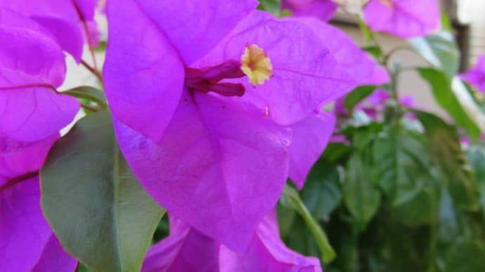 Bougainvillea