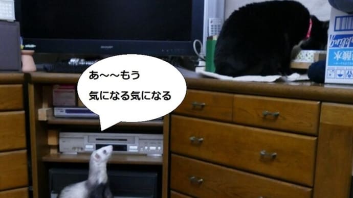 焦るニーノ君 その2