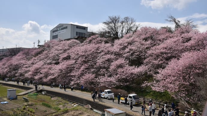春めき桜狩り 神奈川県南足柄市 春めき桜開花情報 ダイジェスト