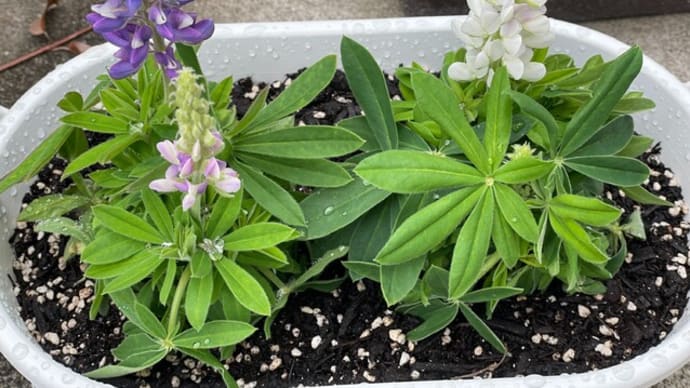 重い腰をあげてのお散歩とお花