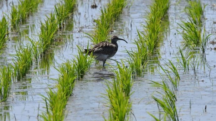 初夏のチュウシャクシギ