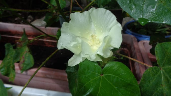 ~公園のワタの花が、咲き始めたよ~
