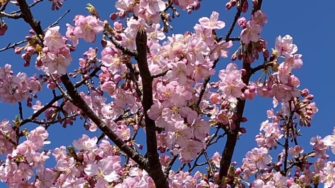 植物・庭の桜
