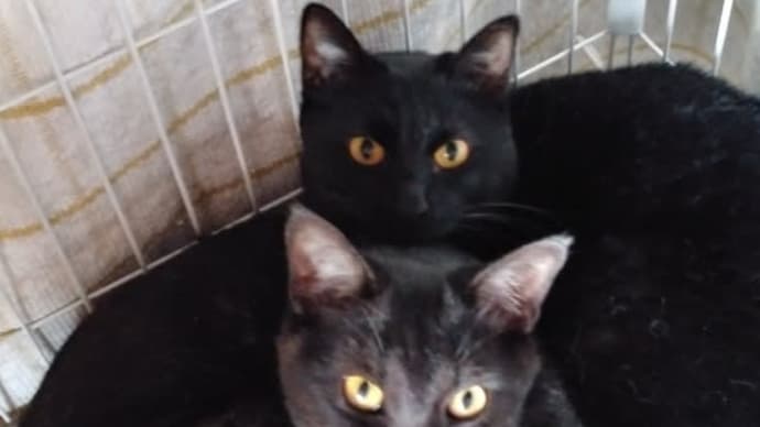 だんご3親子♪
