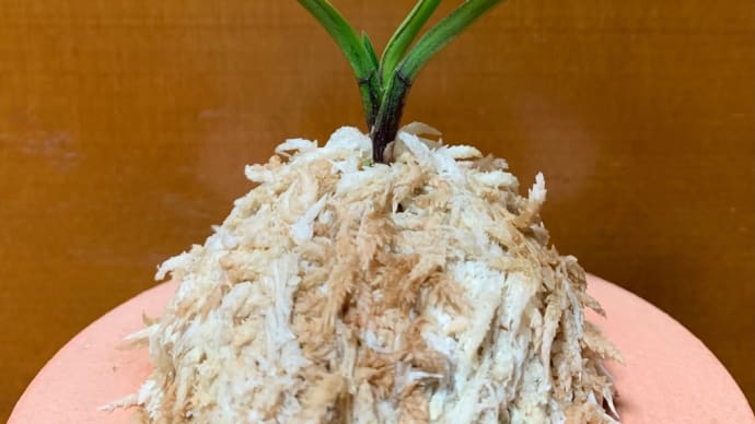 吉村の縞