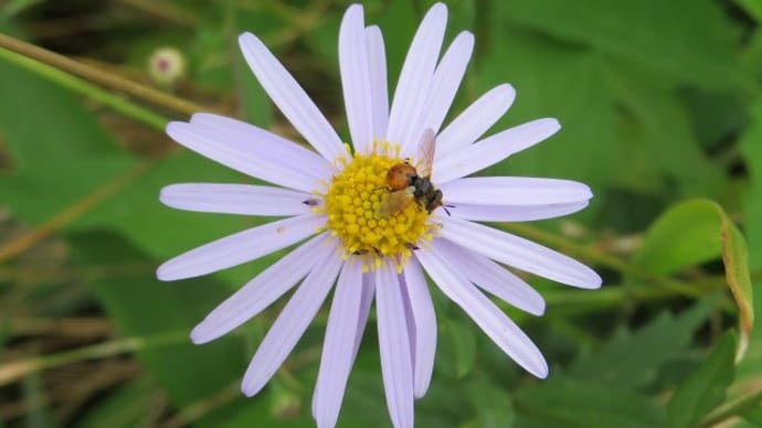 6月の虫さんたち、これで終わりかな?