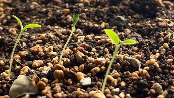 🌱。