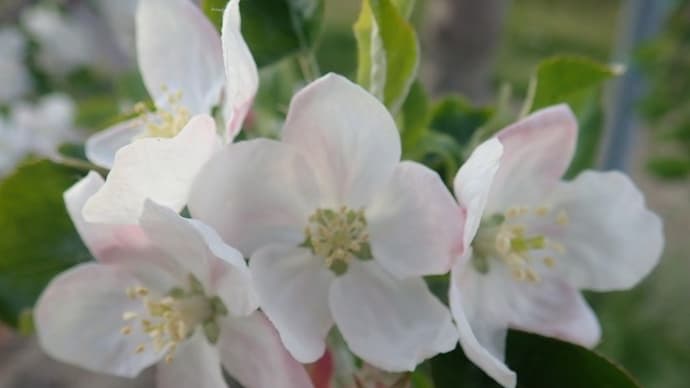 りんごの花