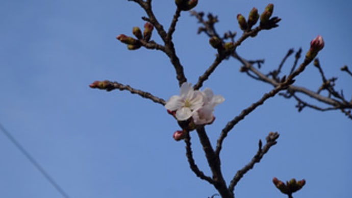 広島県福山市中心部のサクラの開花状況４
