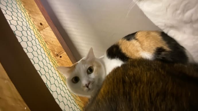 目が。