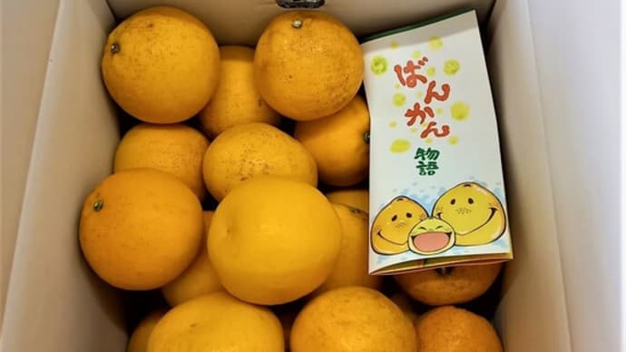 夏の柑橘河内晩柑(かわちばんかん)入荷開始です!