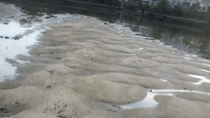 惑星の表面???ちょっと奇妙な光景です・・・広島市に流れる川は潮の満ち引きの影響を受けます