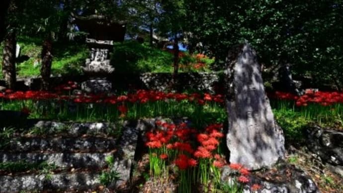 清泰寺の曼珠沙華