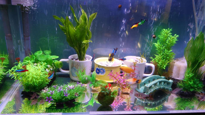 水草植えました 23/10/13