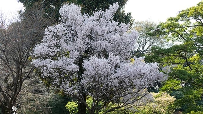 彼岸桜の季節。
