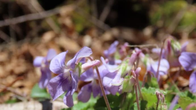 高ボッチ高原・鉢伏山の植物 タチツボスミレ(立坪菫)