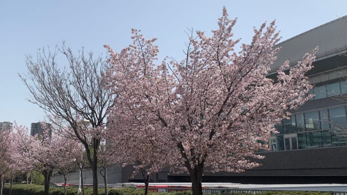 桜花爛漫