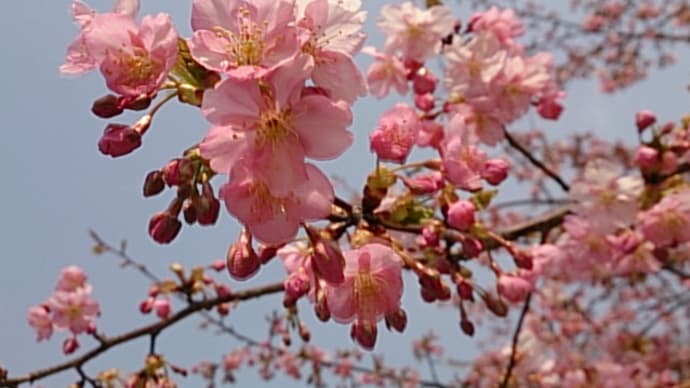 サクラ品種：河津桜（カワヅザクラ）