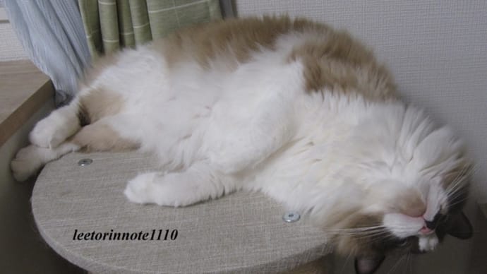 猫日記と主のつぶやき あっつ!