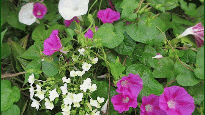 自宅の庭先で「ガクアジサイ」が朝顔に囲まれて、今年も二度目の花が咲いているのに今朝気が付いて・・・