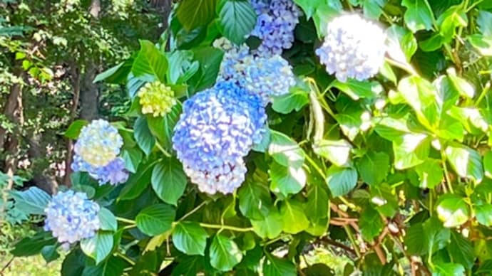 6月下旬玉川上水沿いの様子