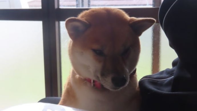 『今ここ』に幸せを感じる協力者(犬)は、柴犬ひのき