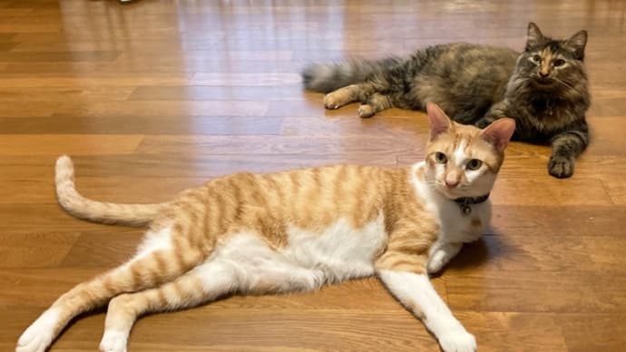 9月20日 並ぶ猫