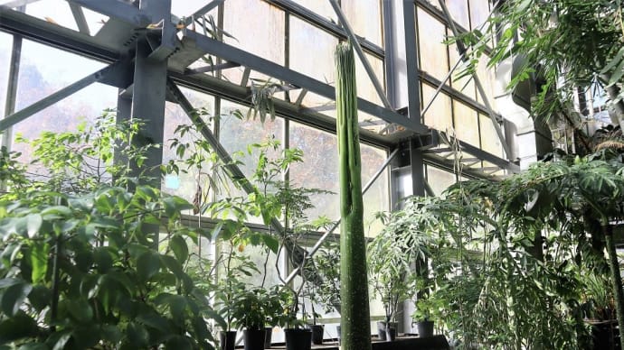 国立科学博物館 筑波実験植物園で一番見たかった植物とは?。