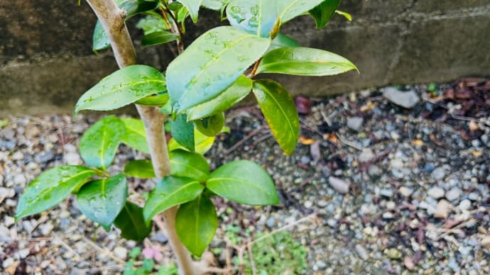 一度は諦めかけた椿→復活の兆し・ツツジ・アジサイ・アボカド🥑(初雪❄️)😄