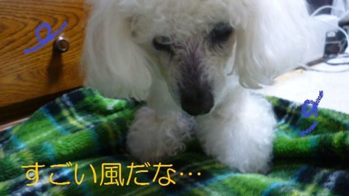 強風だぁ~ 彡 彡 (((ノ; ̄д)ノ彡 彡 そして気づけば新緑が…