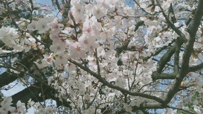 桜・さくら・サクラ🌸