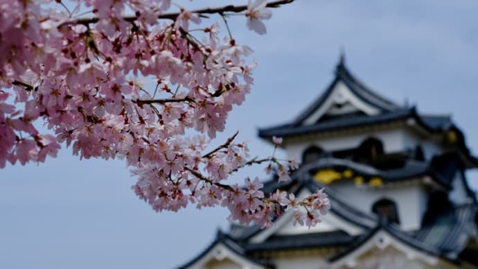 彦根城の桜(2)