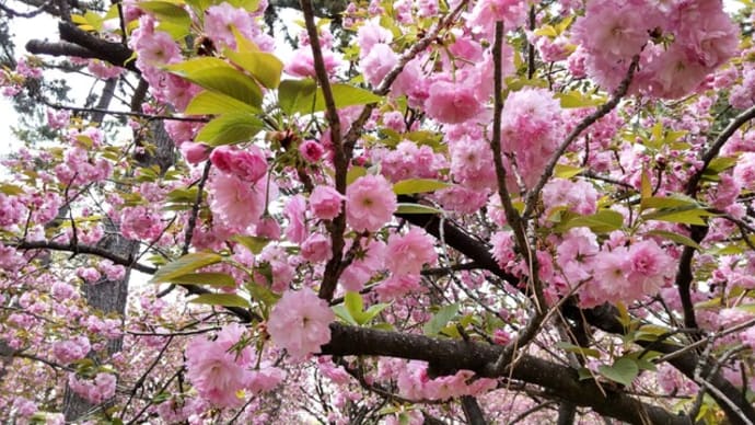 八重桜関山(カンザン)が見頃~浜寺公園