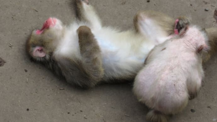 旭山動物園（今年３回目）