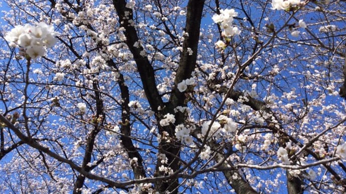 桜が綺麗ーー🌸
