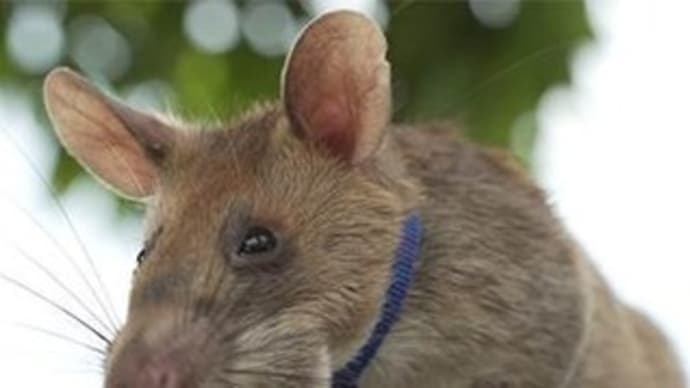 地雷を見つけるネズミに金メダル　救命活動に貢献のお手柄