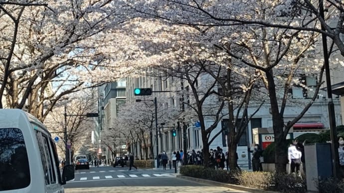 火曜の桜…