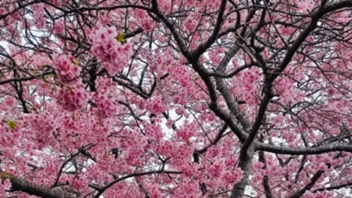 みなみの桜