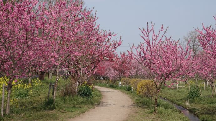日本一の花桃まつりへ🌸