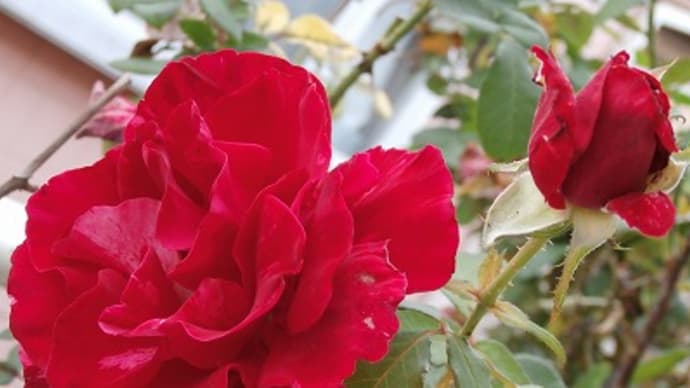 薔薇とコスモスと金木犀♪連休のあれこれ&どんどん病名が追加になる(´Д`)ハァ…