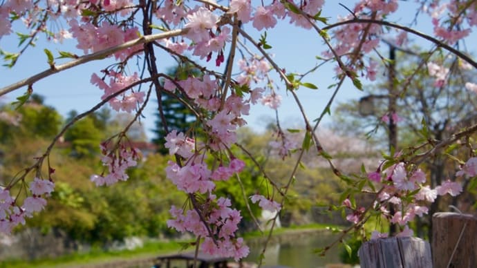 3576)桜・・・