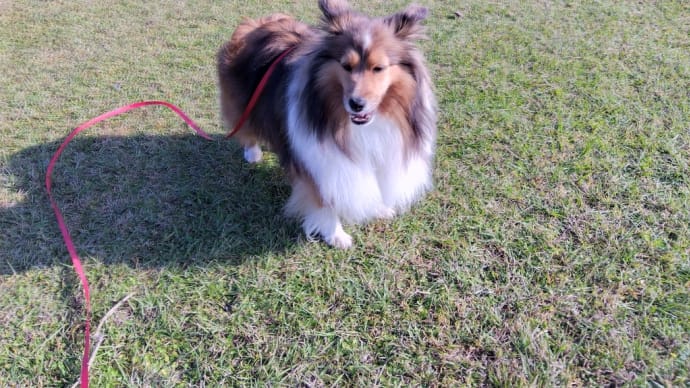 今日も朝んぽは江津湖です🐶