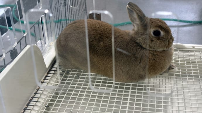 はまZOOは 大きなうさぎさんと小さなうさぎさんの展示