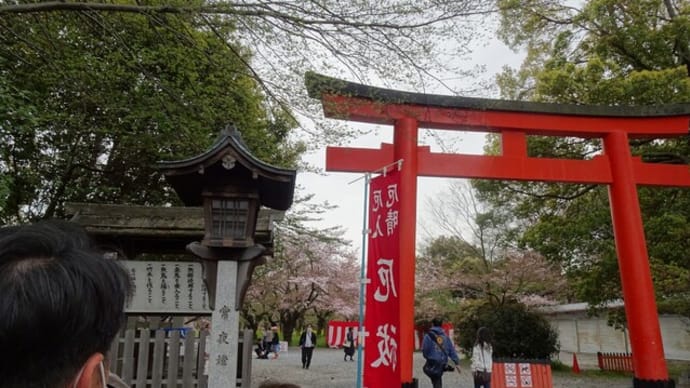 個人では行きにくいしだれ桜の名園・原谷苑と京の春の美食を堪能する2日間 Ⅲ