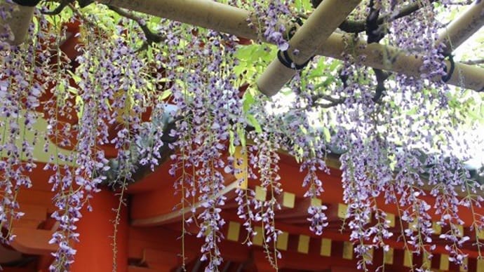 春日大社 万葉植物園の藤